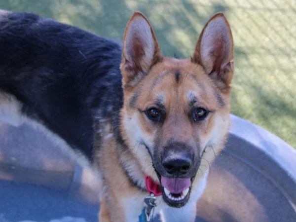 Birddog and I am described as a male, black and brown German Shepherd Dog.