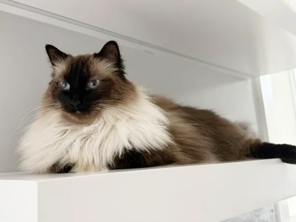 Shaabo, a Siamese mix cat