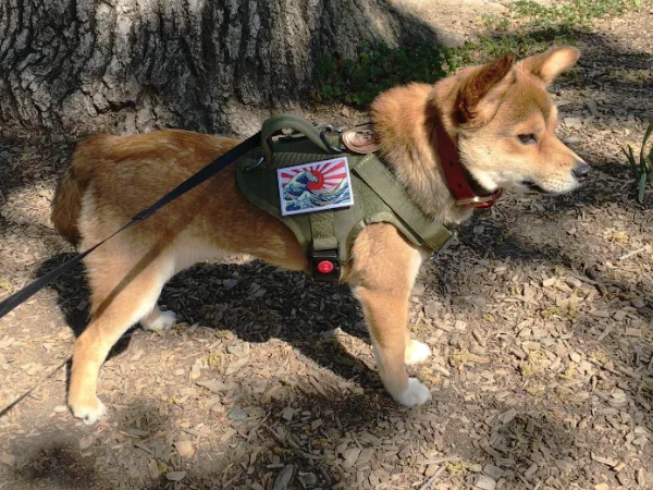 Tanjiro is a small Shiba Inu