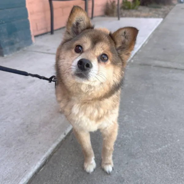 Tanjiro is a small Shiba Inu