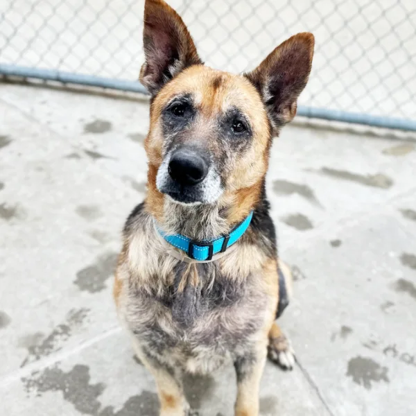 Bear and I am described as a neutered male, black and tan German Shepherd Dog.