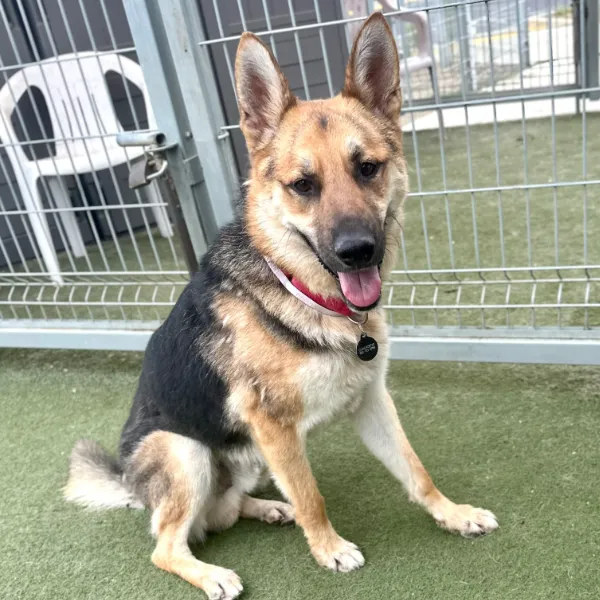 Birddog and I am described as a male, black and brown German Shepherd Dog.