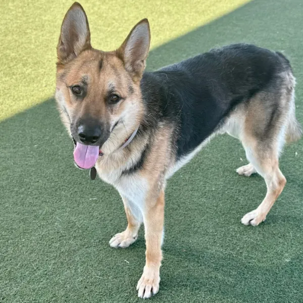 Birddog and I am described as a male, black and brown German Shepherd Dog.