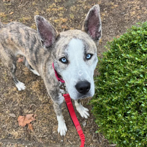 Bluey, described as a neutered male, brown brindle and white Pit Bull Terrier and Australian Cattle Dog.