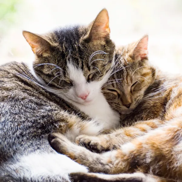 cats hugging