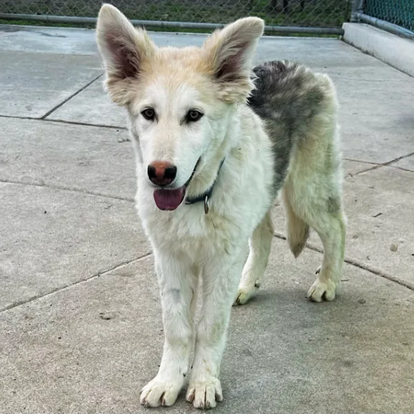 Cedar, described as a neutered male, cream and black Siberian Husky mix