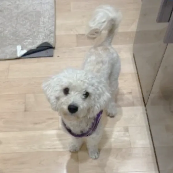 Coconut, a fluffy, white cockapoo