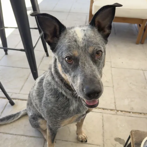 Enzo is a playful, professionally trained Queensland Heeler