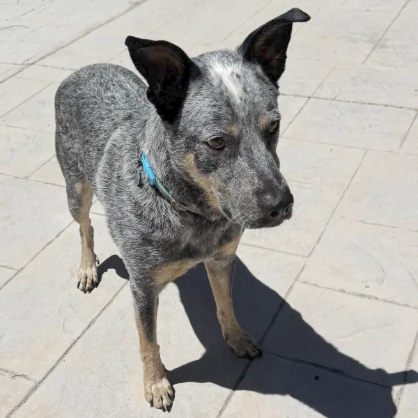 Enzo is a playful, professionally trained Queensland Heeler