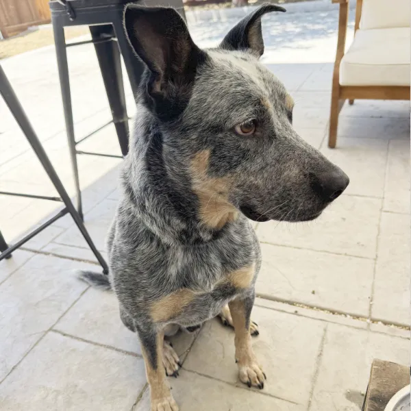 Enzo is a playful, professionally trained Queensland Heeler