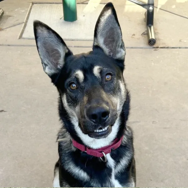 Galt and I am described as a male, black and tan German Shepherd Dog mix.