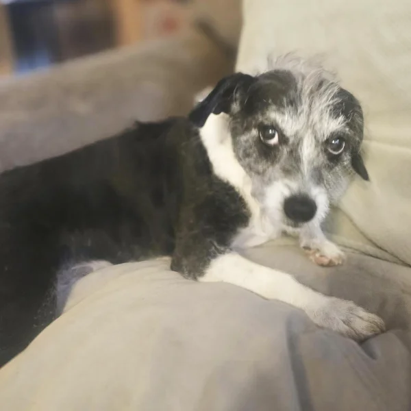 Janey, a female poodle mix