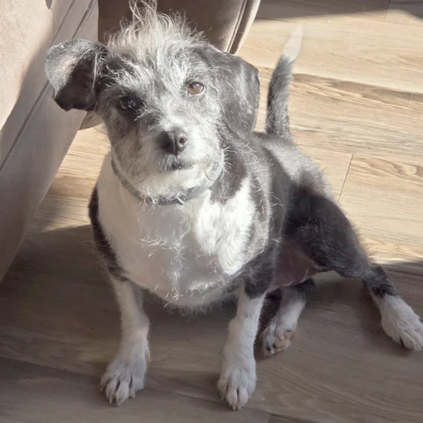 Janey, a female poodle mix
