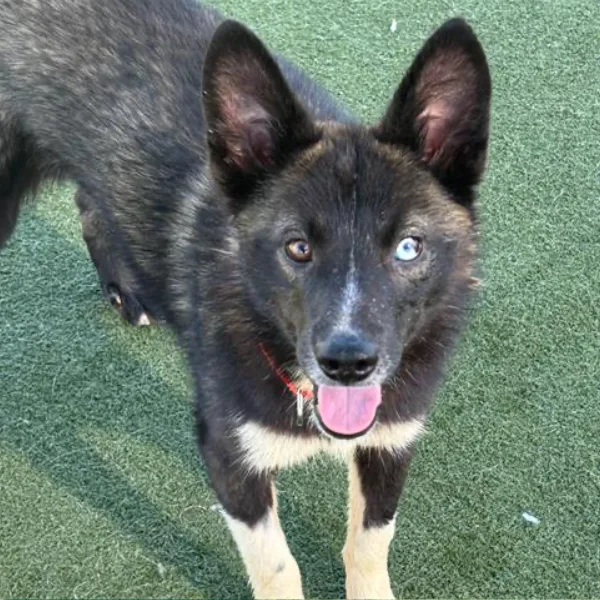 Junebug and I am described as a spayed female, black and brown Siberian Husky mix