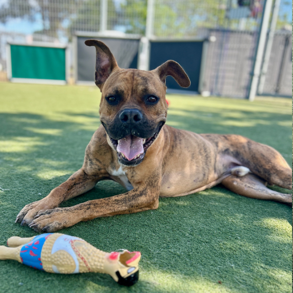 Kelso, described as a neutered male, brown brindle and white Boxer mix. 