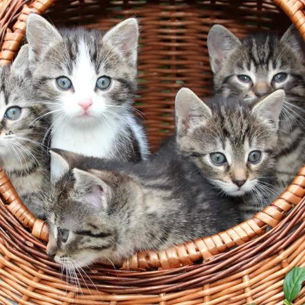 kittens in a basket