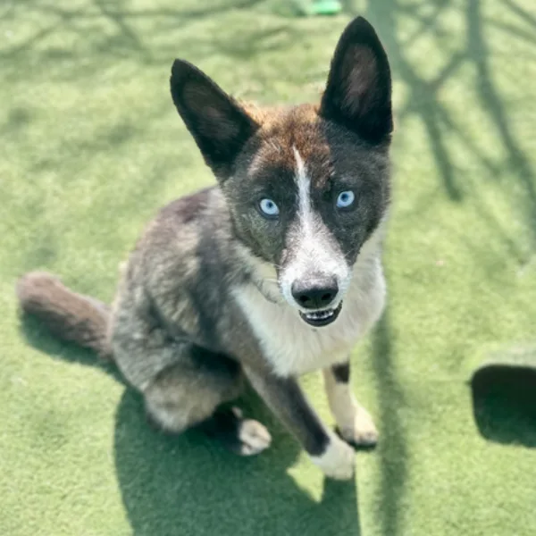 Mayfly and I am described as a spayed female, black and brown Siberian Husky mix.