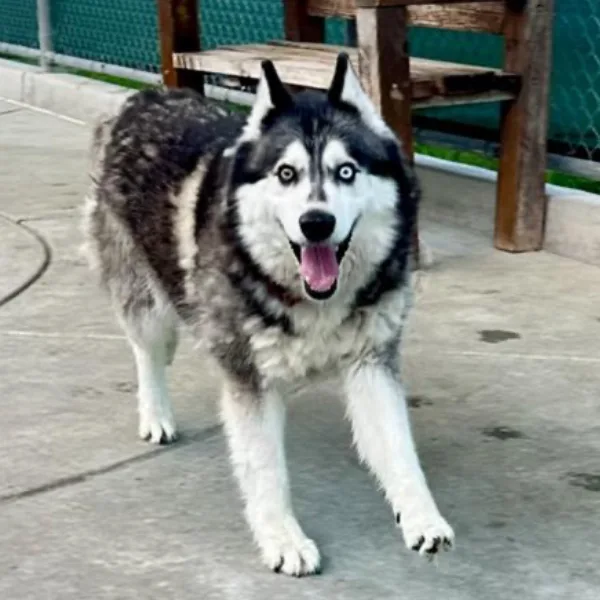 Nala and I am described as a spayed female, black and white Siberian Husky.