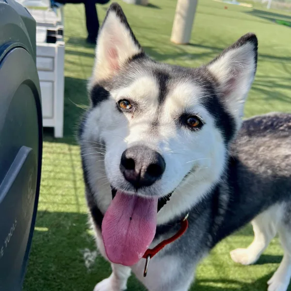 Picabo, a spayed female, black and white Siberian Husky.