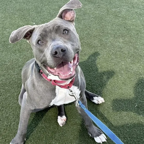 Rhea, a spayed female, gray and white Pit Bull Terrier.