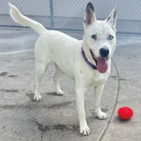 Vegas, described as a neutered male, white and black Siberian Husky mix.