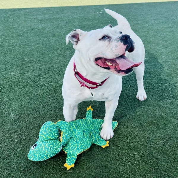 Wanda and I am described as a spayed female, white English Bulldog and Pit Bull Terrier.