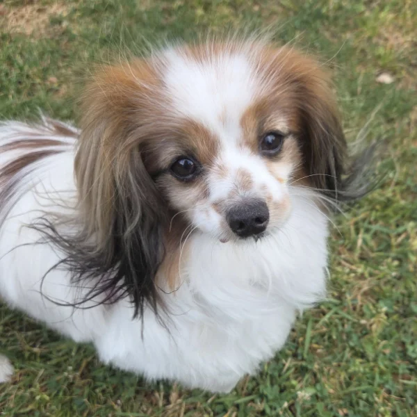 Zinger, 6 years old small mixed breed