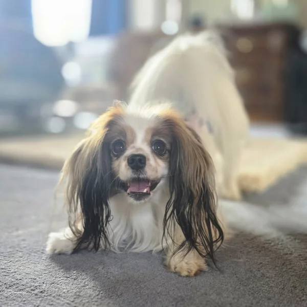 Zinger, 6 years old small mixed breed