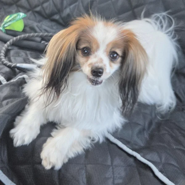 Zinger, 6 years old small mixed breed