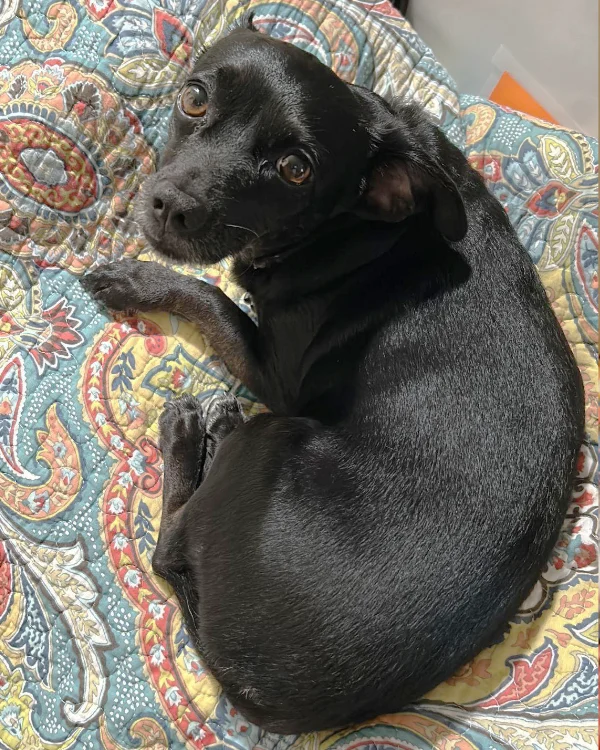 Coco is a sweet eight-year old Chihuahua.