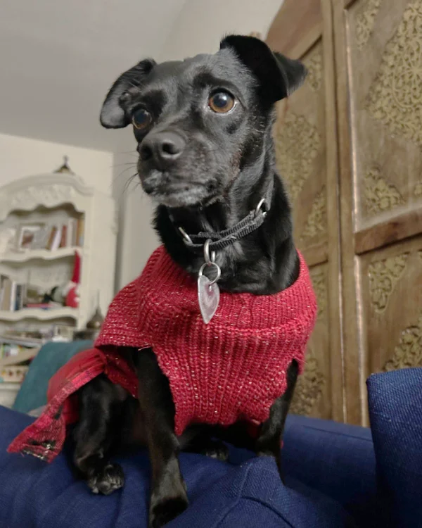 Coco is a sweet eight-year old Chihuahua.