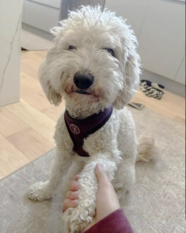 Coconut, a fluffy, white cockapoo