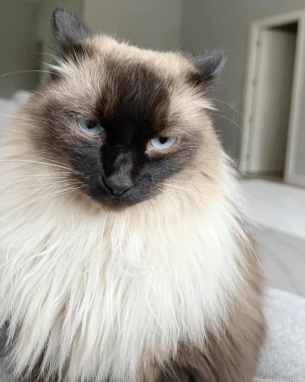 Shaabo, a Siamese mix cat