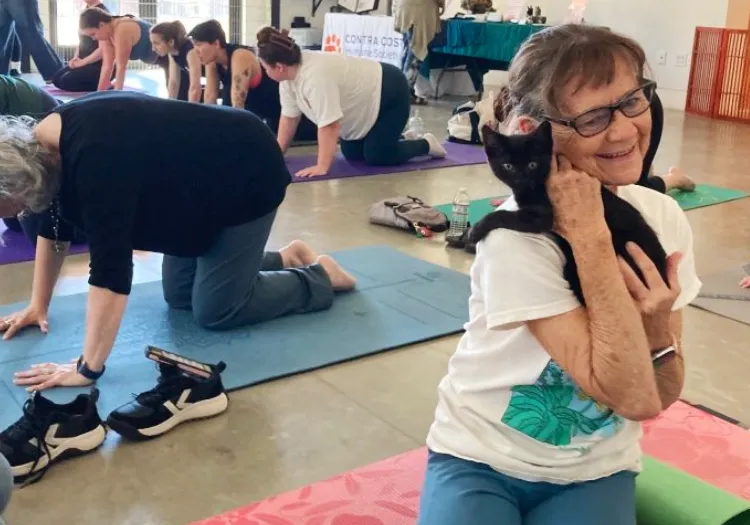 Kittens at yoga class