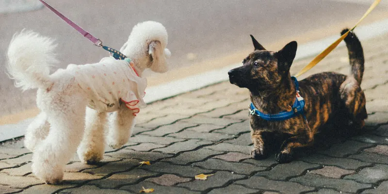 Walk for Paws” />                                            </div>                                                                            </div>                                </div>                                                    </div>                        <!-- Event banner section end-->                    </div>                </div>                <div class=