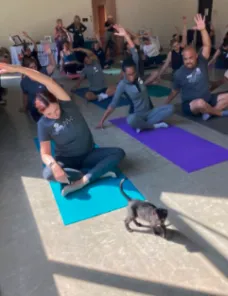kittens at yoga class