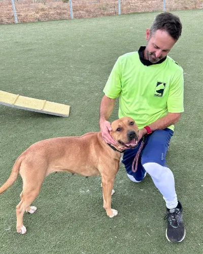 Volunteer training dog