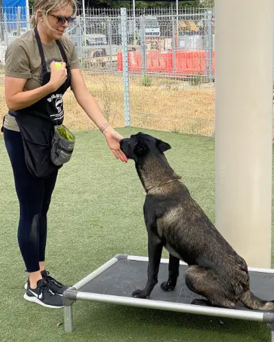 Teaching dogs commands