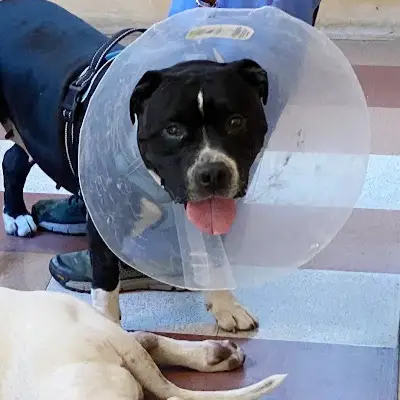 dog with cone on