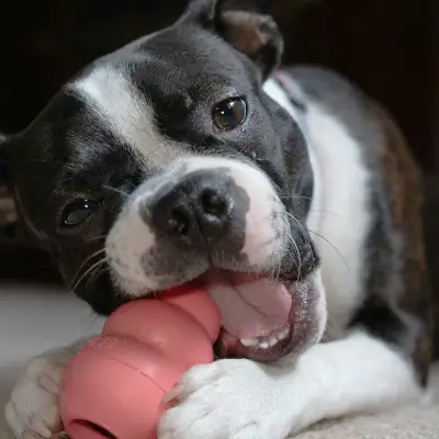 dog chewing dog kong toy