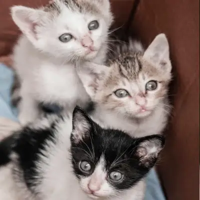 three foster kittens