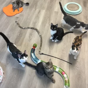 Kitty Corner free roaming cats and toys