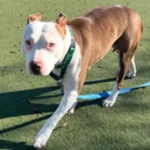 a female, tan and white Pit Bull Terrier