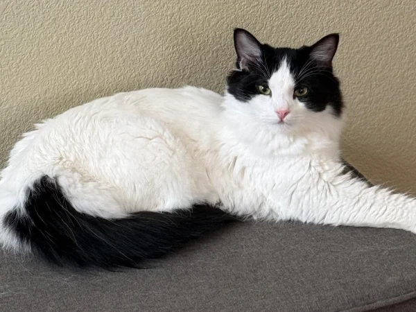 Flash the black and white cat