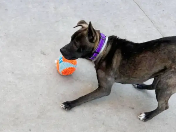 Margot, a female, brown and white Pit Bull Terrier mix