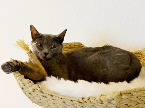 Miso is calm, gray domestic short hair with green eyes