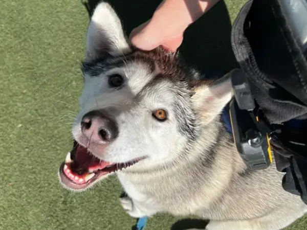 Scribe, a female, gray and white Siberian Husky