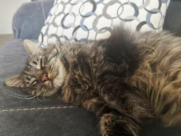 Zaytoon, a 6-year-old male domestic long-hair tabby cat