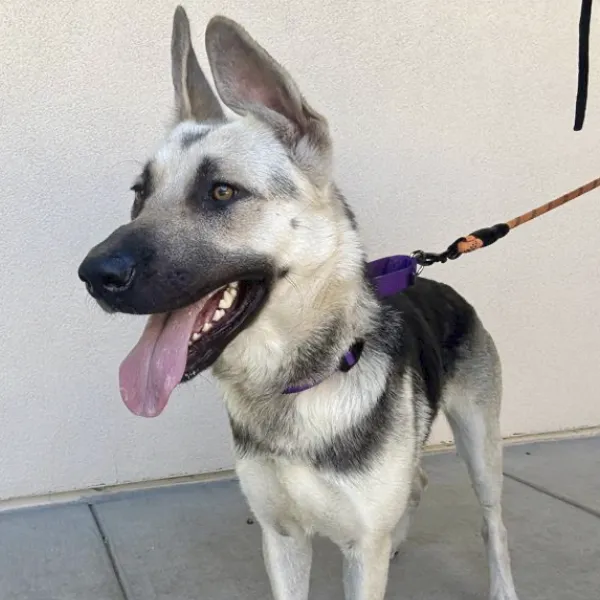Lady Jane, a spayed female, tan and black German Shepherd Dog.