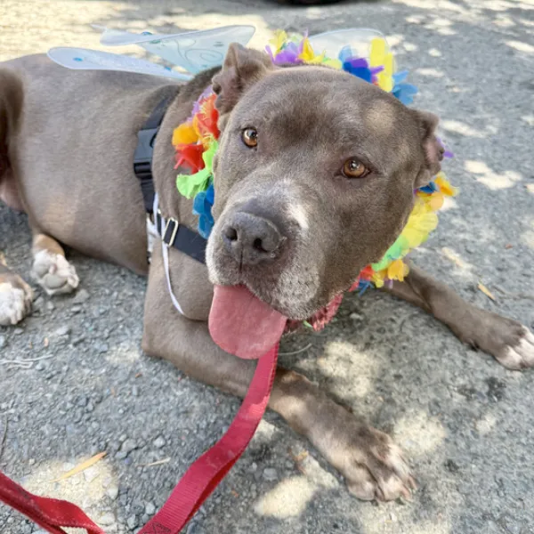 Whiskey, described as a spayed female, gray and white Pit Bull Terrier.